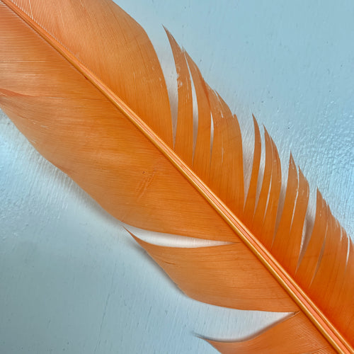 QUILL (Tangerine)