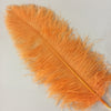 PLUMES (Tangerine)