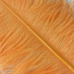 PLUMES (Tangerine)