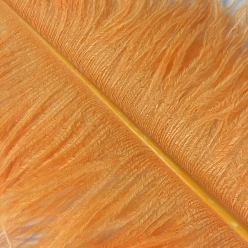 PLUMES (Tangerine)