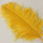 PLUMES (Golden Yellow)