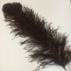 PLUMES (Chocolate Brown)